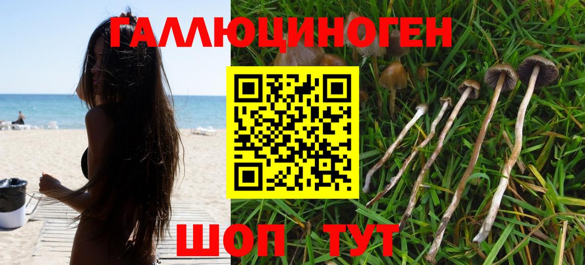 Галлюциногенные грибы GOLDEN TEACHER  Псилоцибиновые грибы прущие грибы  Вход с VPN  Ессентуки 